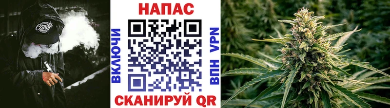 Шишки марихуана сатива  Бологое 